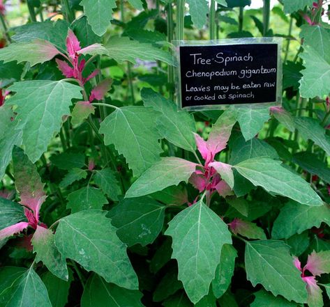 Tree Spinach, Zone 8b, Saving Seeds, Spinach Seeds, Potager Garden, Leafy Vegetables, Seed Saving, Growing Seeds, Herb Seeds