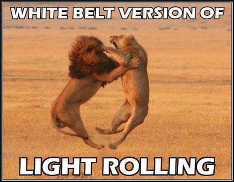 White Belt Rolling Nala Aesthetic, Wild Animals Photos, Lions Photos, Perfectly Timed Photos, White Belt, Wildlife Animals, Leopards, Animal Photo, Big Cats