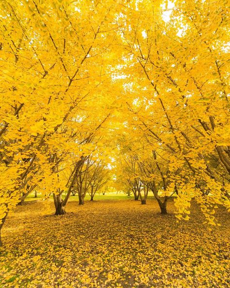 Japan Yellow Aesthetic, Mellow Yellow Aesthetic, Yellow Spring Road, Yellow Spring Road Japan, Wealth Whispers, Gorgeous Trees, Yellow Aesthetics, Japan Beach, Japan Tourist