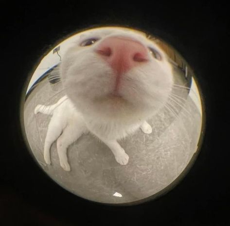 Fish Lens Pfp, Pfp Fisheye, Fish Lens, Fisheye Pfp, Cat Pfp, Fish Eye, Silly Cats, Pretty Cats, Cute Cats