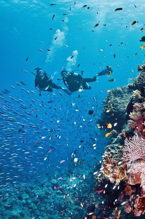 Scuba Diving Carribean, Australia In Summer, Scuba Diving Great Barrier Reef, Australia Snorkeling, Diving Australia, Australia Lifestyle, Ocean People, Ajaccio Corsica, Australia Life