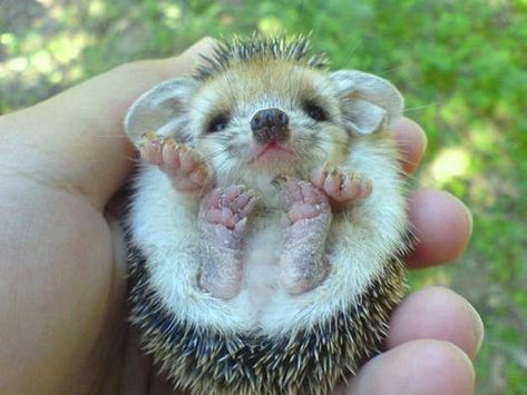 25 Perfectly Hand-Sized Baby Animals Kuda Nil, Baby Porcupine, Baby Animals Real, Baby Skunks, Baby Animal Videos, Baby Hedgehog, Söt Katt, Baby Sloth, Baby Animals Funny