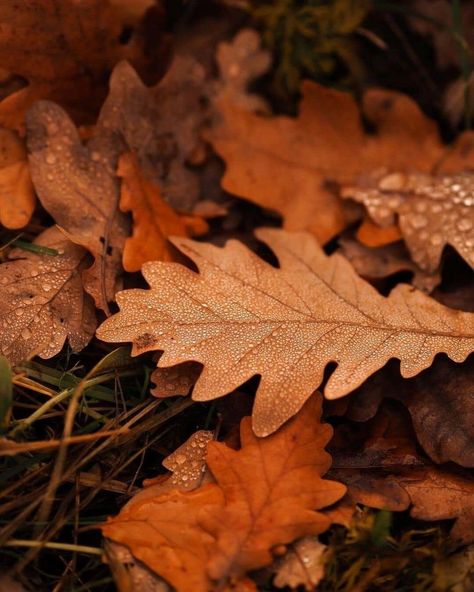 Gale Aesthetic, Witch Autumn, Cosy Fall, Autumn Magic, Nice Picture, Autumn Festival, Fallen Leaves, Wedding Site, Orange Aesthetic