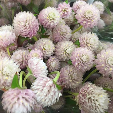 Gomphrena looks wonderful in light pink, perfect for wedding work!  #potomacfloralwholesale #wholesaleflowers #freshflowers #flowers #gomphrena Pink Gomphrena, June Flowers, Flower Types, Flower Picks, Flower Inspiration, Wholesale Flowers, Butterfly Garden, Types Of Flowers, Summer Flowers