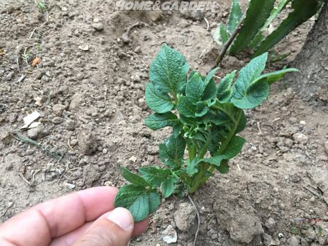 Once the plants are 25cm (10 inches) tall, draw up the soil around them about half way up the stem. This is called 'earthing up' and prevents potatoes near the surface from turning green and inedible. Grow Potatoes, Leaf Vegetable, Organic Vegetable Garden, Growing Potatoes, Organic Garden, Root Vegetables, Organic Vegetables, The Soil, Growing Vegetables