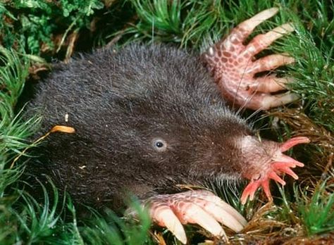 023 Star Nosed Mole Ugly Animals, Hakodate, Scary Animals, Unusual Animals, Rare Animals, Animal Species, Racoon, Sphynx, Weird Animals