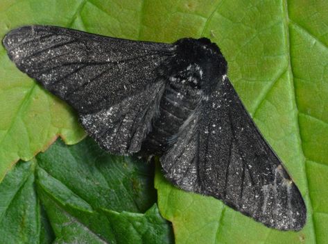 Peppered Moth Moth Larvae, Moth Oc, Pressure Oc, Bug Facts, Peppered Moth, Goth Moth, Gothic Moth, Betula Pendula, Moth Butterfly