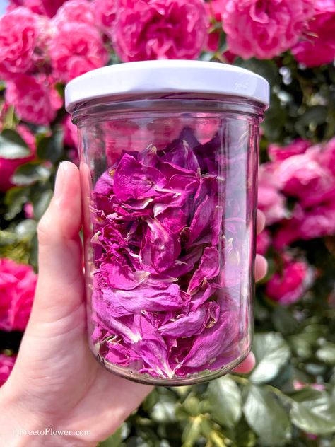 How to Harvest and Dry Rose Petals - A Complete Guide Dry Rose Petals, Dry Rose, Dried Rose Petals, Airtight Containers, Rose Bush, Tea Garden, Rose Tea, Rose Water, Bath Salts