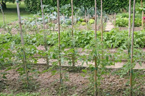 34 Best tomato support ideas for better yield | My desired home Fruit Cleaner, Pruning Tomato Plants, Tomato Support, Tomato Pruning, Tomato Growing, Plant Training, Tips For Growing Tomatoes, Tomato Trellis, Growing Tomato Plants