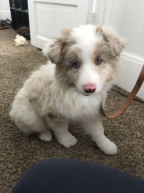 Red Merle Mini Aussie, White Australian Shepherd, Puppy Australian Shepherd, Lil Puppy, Dog Goals, English Shepherd, White Puppy, Samoyed Puppy, Australian Shepherd Puppy