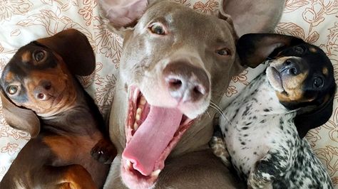 Harlow and friends: 3 inseparable dogs use their cuteness for good Three Dogs, Miniature Dachshund, Dachshund Love, Weimaraner, Funny Animal Pictures, Animals Friends, Dog Pictures, I Love Dogs, Dog Friends