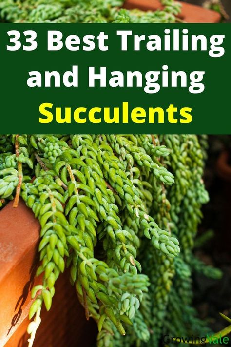 hanging succulents Trailing Succulent Plants, Hanging Succulents, Flower Garden Design, Plant Pictures, Succulent Plants, Cactus And Succulents, Cacti And Succulents, Hanging Plants, Planting Succulents