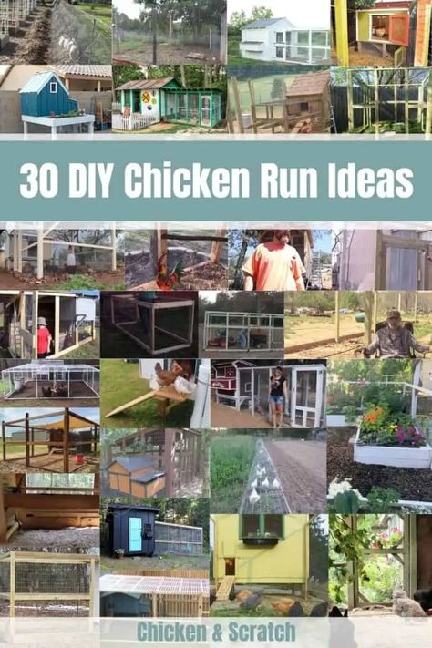 Chicken Cages Ideas, Diy Small Chicken Run, Chicken Coop 30 Chickens, Unique Chicken Run Ideas, Diy Chicken Coop Run Ideas, Chicken Coop Runs Ideas, Diy Chicken Run Ideas Easy Cheap, Chicken Coop Run Plans, Chicken Coop And Run Ideas Diy