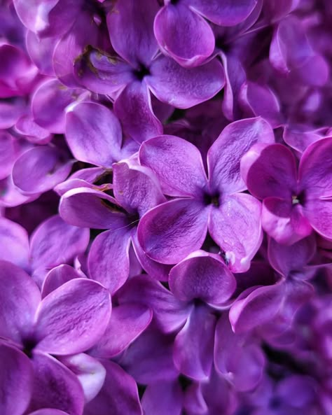 𝐀𝐔 𝐉𝐀𝐑𝐃𝐈𝐍 - Le Lilɑs foncé En terme de couleurs, il a ma préférence comparé au lilas parme mais il ne sent pas aussi fort malheureusement. Et vous, plutôt Lilas violet parme? Foncé ou blanc??? Ses fleurs seront à retrouver dans mes créations à partir de Juin. #lilas #lilac #jardin #fleurs #aujardin #botanique #artfloral #floral Violet Colour, Violet Flowers, Lilac Love Aesthetic, Lilac Aesthetic Flower, Violet Nature Aesthetic, Lilac Plant Aesthetic, Violet Aesthetic, Rose Violette, Lilac Flowers