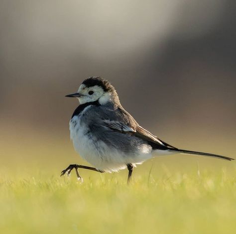 Pied Wagtail, Birdwatching, Colorful Birds, Bird Watching, Birds, Models, Animals, Photography, Instagram