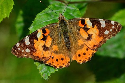 Painted Lady Vanessa Cardui - Free photo on Pixabay Desktop Wallpaper Full Screen, Beautiful Butterfly Images, Vanessa Cardui, Painted Lady Butterfly, Butterfly Live, Lady Butterfly, Butterfly Watch, Butterfly Species, Butterfly Life Cycle