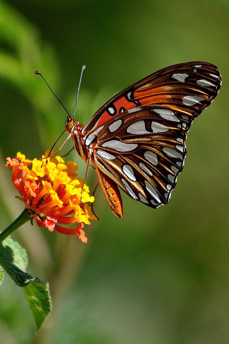 Le paradis pour la faune et la flore : Papillons : Animaux : Insectes : Animaux : Animaux : Playa Samara : Péninsule de Nicoya : Costa Rica :  Routard.com Haircut Butterfly, Aesthetic Butterflies, Butterflies Aesthetic, Nails Butterfly, Tattoos Butterfly, Aesthetic Animals, Butterfly On Flower, Tattoo Animal, Butterfly Haircut