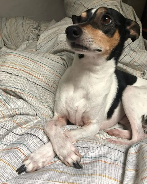 14 Things You Didn’t Know About the Rat Terrier | Page 2 of 3 | PetPress Rat Terrier Painting, Rat Terrier Art, Miniature Fox Terrier, Rat Terrier Puppies, Jack Terrier, Rat Terrier Mix, Rat Terrier Dogs, Bully Dogs, Funny Rats