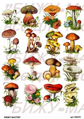 Rice paper decoupage #160470 vintage Decoupage supplies napkins Handmade Diary, Kawaii Planner, Garden Mushrooms, Paper Decoupage, Rice Paper Decoupage, Stickers Vintage, Vintage Mushroom, Creative Stationery, Plastic Stickers