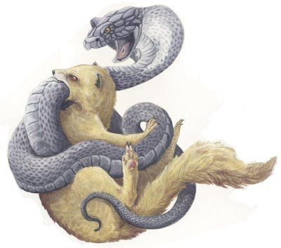 Rikki-Tikki-Tavi Mongoose Vs Snake, Rikki Tikki Tavi, Snake And Mongoose, Rudyard Kipling, Shadow Warrior, Honey Badger, Family Dog, Tattoo Project, If Rudyard Kipling