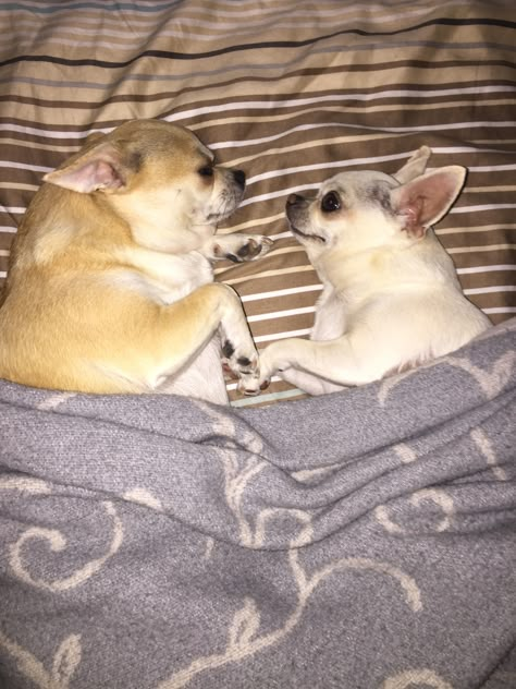 Rat Dog, Baby Chihuahua, Cute Dog Pictures, Cute Chihuahua, Chihuahua Love, Silly Dogs, Cute Animals Images, Chihuahua Puppies, Cheer You Up