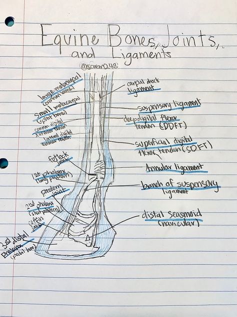 Veterinarian Notes, Vet School Notes, Cornell Vet School, Veterinary Notes, Equine Vet Tech, Vet Tech Notes, Veterinary Medicine Student, Veterinarian School, Vet Aesthetic