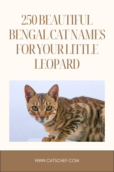 With all the excitement of getting a four-legged friend, we tend to leave selecting the perfect name to the last minute. We want to meet the pretty little thing before we commit to a name that might or might not fit them to a tee. With that out of the way, you might be wondering about the best Bengal cat names.


#catschef #cat #cats #kitten #kittens #catlover #catlovers #catlife #catoftheday #meow #pets #cute #love #animals #animallovers Bengal Cat Names, Girl Cat Names, Kitten Names, Bengal Kitten, Great Names, Pets Cute, Bengal Cat, Cat Names, Pretty Little Thing