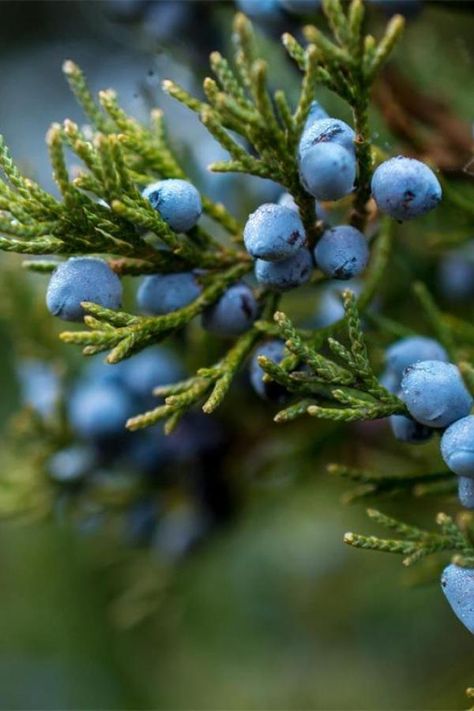 Juniper berries are a popular ornamental plant in the home garden. They have been used for centuries in traditional herbal medicine and are also used for flavoring gin and other alcoholic beverages. Juniper berries grow well in the home garden, as they require little care and only need to be watered once every 3-4 weeks. They are also fairly easy to propagate from cuttings. Juniper is a beautiful evergreen shrub that can help bring new life to your garden. Junipers are easy to grow and have many Benefits Of Berries, Juniperus Communis, Juniper Tree, Juniper Berries, Juniper Berry, Evergreen Shrubs, Candles Crafts, Nature Garden, Permaculture