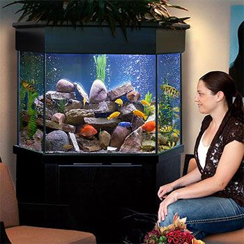 Pentagon Aquariums, Corner Aquariums | Custom Aquariums Corner Aquarium Ideas, Corner Fish Tank Ideas, Corner Fish Tank, Corner Aquarium, Saltwater Aquarium Beginner, Aquarium Cabinet, Corner Stand, Rimless Aquarium, Custom Aquarium