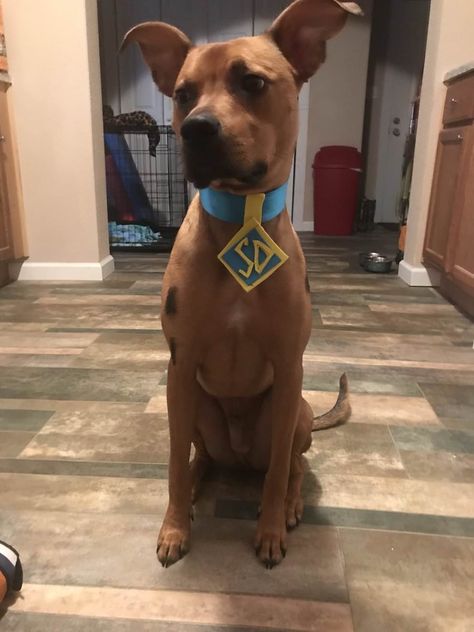 He went as scooby for his first Halloween - Album on Imgur Scooby Doo Dog Costume, Scooby Doo Disfraz, Scooby Dog, Scooby Doo Halloween Costumes, Cute Dog Halloween Costumes, Scooby Doo Costumes, Scooby Doo Birthday Party, Cute Dog Costumes, Scooby Doo Dog