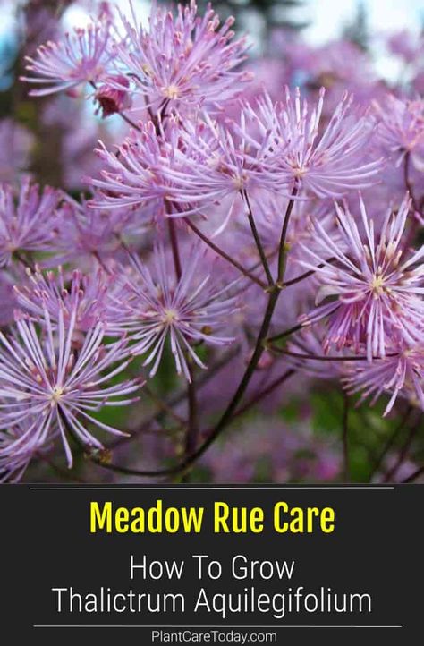 Meadow Rue Plants, Thalictrum Rochebrunianum, Thalictrum Aquilegifolium, Rue Plant, Lavender Dessert, Plants For Wedding, How To Plant Flowers, Station 11, Rocky Hill