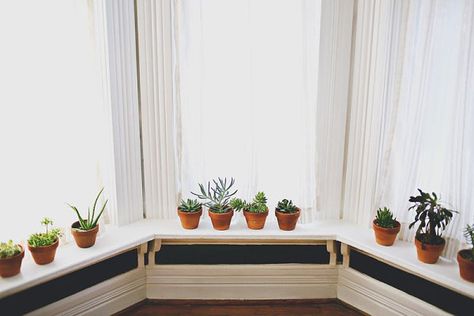 Indoor plants decorate a bay window Bay Window Plant Ideas, Bay Window Shelf, Bay Window Plants, Decorating A Bay Window, Bay Window Decor, Plant Ledge, Windowsill Plants, Indoor Plant Display, Plant Display Ideas