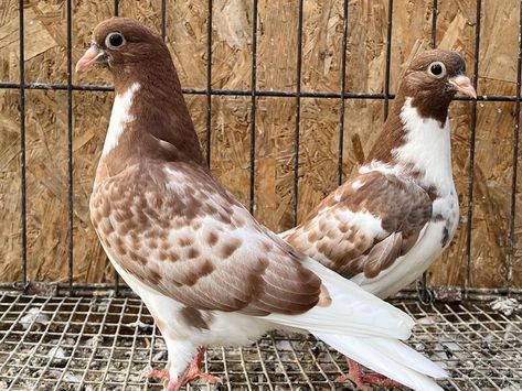 DEEP ROLLER/SPINNER AND HIGHFLYER TIPPLER PIGEONS FOR SALE | Birdtrader Racing Pigeons For Sale, Racing Pigeon Lofts, Pigeons For Sale, Danish Image, Pigeon Loft, Racing Pigeons, Bird Accessories, Game Birds, African Grey