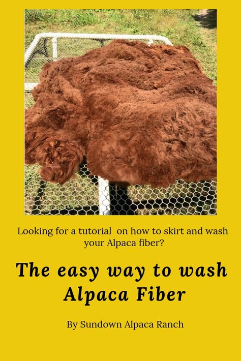 How To Process Alpaca Fiber, Alpaca Farming, Fiber Farm, Alpaca Facts, Spinning Yarn Fiber, Alpaca Farm, Cute Alpaca, Spinning Wool, Llama Alpaca