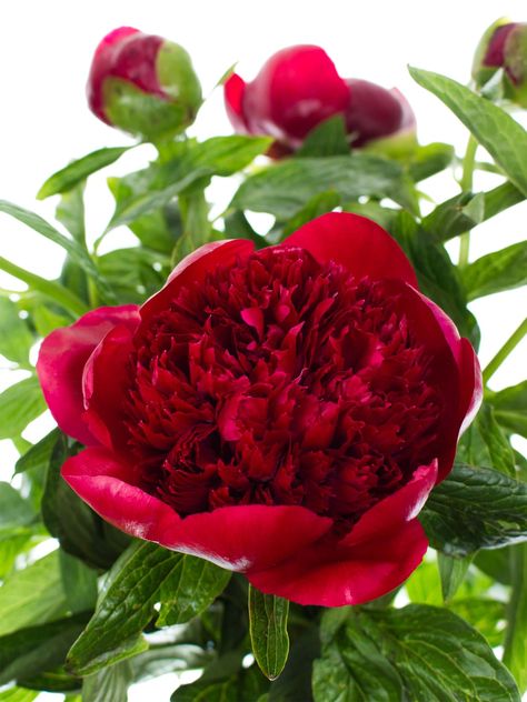 pfingstrose | Suchergebnisse | Blumigo Red Charm, Twitter Instagram, Peonies, Beautiful Flowers, Online Shop, Vase, Plants, Flowers, Red