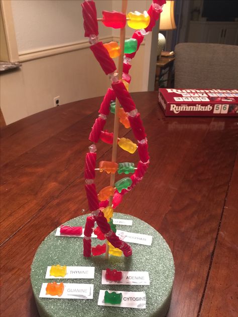 Candy DNA Strand 7th Grade Candy Neuron Model, Dna Strand Model, Edible Dna Model Project, Candy Dna Model, Dna Replication Model Project Biology, Dna Strand Project, Biology School Projects, Science Fair Ideas 7th Grade, Dna Project Ideas