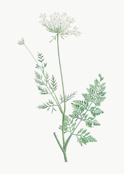 Vintage wild carrot flower vector | free image by rawpixel.com Wild Carrot Flower, Dried Flower Earrings, Wild Carrot, Carrot Flowers, Queen Anne's Lace Flowers, Daucus Carota, Plum Flowers, Parts Of A Flower, Clover Flower