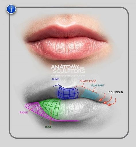 Head Anatomy, Facial Anatomy, Face Anatomy, Anatomy Sculpture, Desen Realist, 얼굴 드로잉, Human Anatomy Drawing, Aesthetic Medicine, 얼굴 그리기