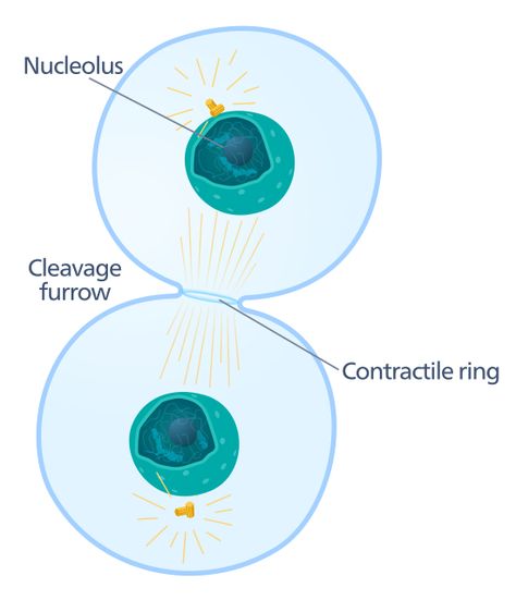 https://www.albert.io/blog/when-does-cytokinesis-occur-in-mitosis/ Cytokinesis Mitosis, Plant Cells, Plant Cell, Homeschool High School, Biology, High School, Gif, Animals, Quick Saves