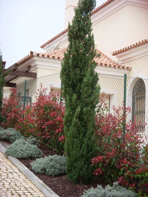 Cupressus sempervirens 'stricta' Cupressus Sempervirens, Colorful Plants, Bougainvillea, Garden Layout, Algarve, Backyard Ideas, Modern Garden, Perfect Summer, Trees To Plant