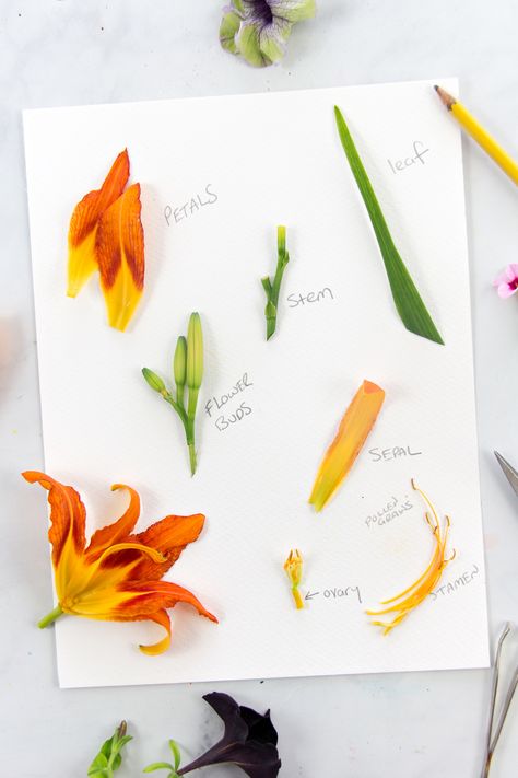 Flower Dissection, Flower Anatomy, Science Display, Science Technology Engineering Math, Plant Activities, Stem Crafts, About Plants, Plant Life Cycle, Parts Of A Flower