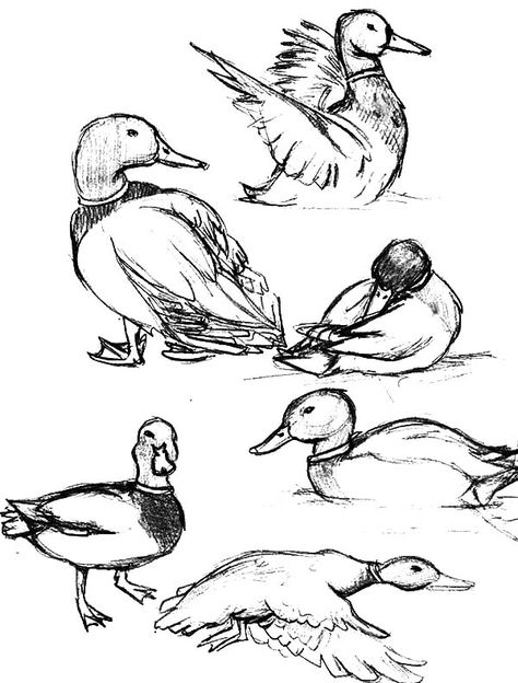 How To Draw Birds, Duck Coloring Pages, Draw Birds, Duck Drawing, Mallard Duck, Mallard, Ducks, To Draw, Coloring Pages