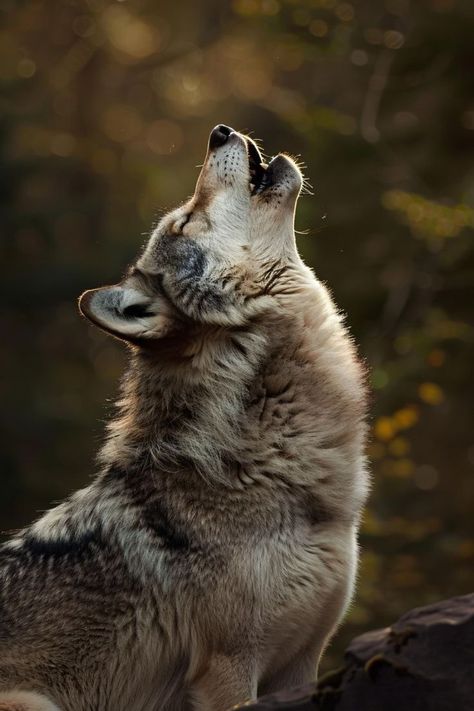 Wolf Face Photography, Wolf Looking Up, Wolf Reference Photo, Wolves Reference, Wolf Side Profile, Wolf In Forest, Wolves Photography, Wolf Reference, Nordic Wolf