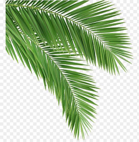 Banana Leaf Tattoo, Coconut Tree Leaves, Background Png Images, Leaf Png, Leaf Tattoo, Coconut Leaves, Leaves Png, Star Logo Design, Leaf Clipart