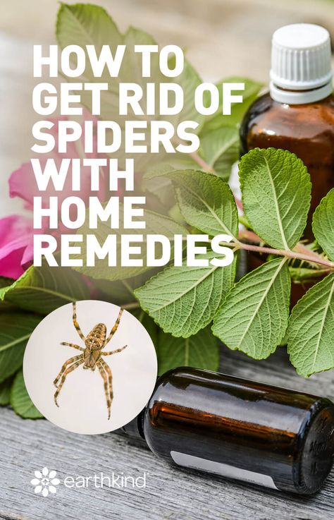 If you feel squirmy when taking your camping gear out of storage or experience a little uneasiness when searching for garden tools in the garage, welcome to the club! Spiders love to lurk about. You never know when you’ll run into 1… or 5.  #pestcontrol #pests #home #spiders #remedy #solution Home Remedies For Spiders, Get Rid Of Spiders, House Spider, Garden Spider, Essential Oil Beauty, Diy Essential Oil Recipes, Household Pests, Natural Pest Control, Basement Apartment