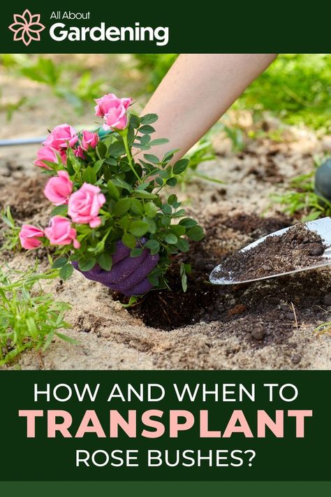 When To Plant Roses, Raised Bed Flower Garden, Transplanting Roses, Planting Rose Bushes, Rose Bush Care, Flower Planting Guide, Raised Garden Beds Diy Vegetables, Rose Plant Care, Pruning Roses