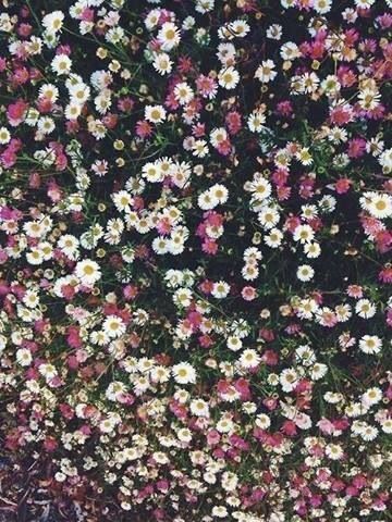 Flower wallpaper Flower Background Iphone, Pretty Backgrounds, Floral Iphone, Painting Wallpaper, Cute Backgrounds, Cellphone Wallpaper, Flower Backgrounds, Screen Wallpaper, Flower Wallpaper