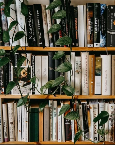 Library Aesthetic, Little Library, Plant Aesthetic, Eclectic Art, Instagram Photo Inspiration, Stack Of Books, Office Art, Book Shelf, Home Room Design