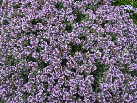 Thyme Ground Cover, Breckland Thyme, Woolly Thyme, Flowering Ground Cover, Wooly Thyme, Grass Alternative, Chamomile Plant, Thyme Plant, Water Wise Plants