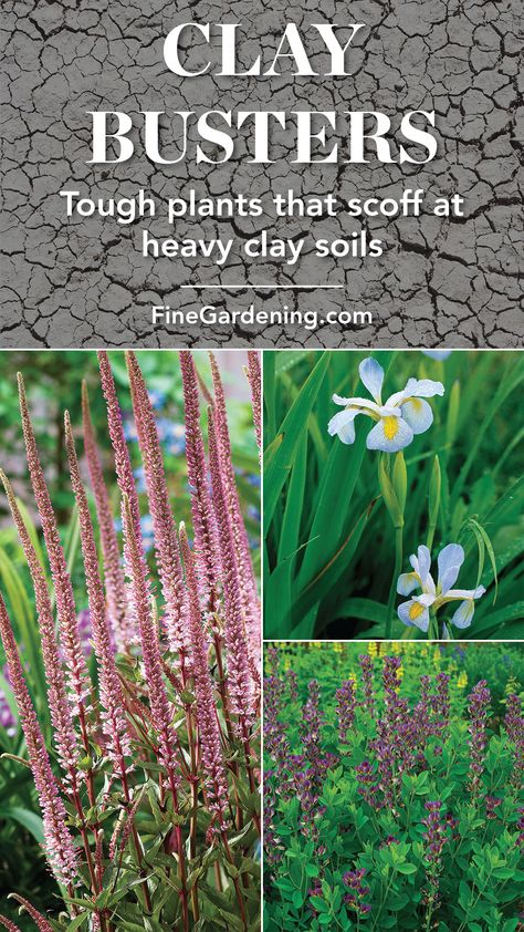 Front Yard Landscaping Clay Soil, Clay Soil Plants, Planting In Clay, Flower Garden Design, Fine Gardening, Clay Soil, Rain Garden, Flowers Wallpaper, Perennial Garden